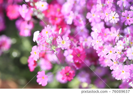可愛的報春花 76089637