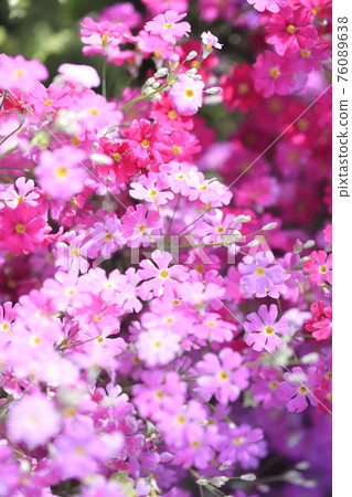 Adorable primrose 76089638