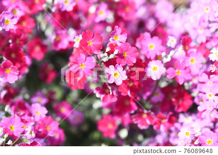 可愛的報春花 76089648