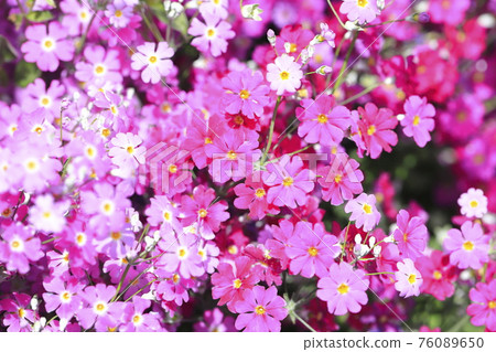 Adorable primrose 76089650