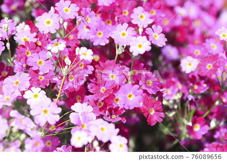 Adorable primrose 76089656