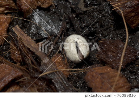 Japanese kana snake that seems to be born 76089830