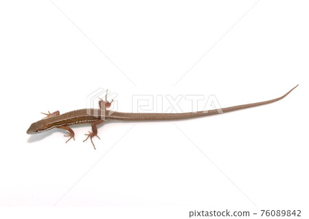 Japanese kana snake on white background Japanese kana snake on white background 76089842