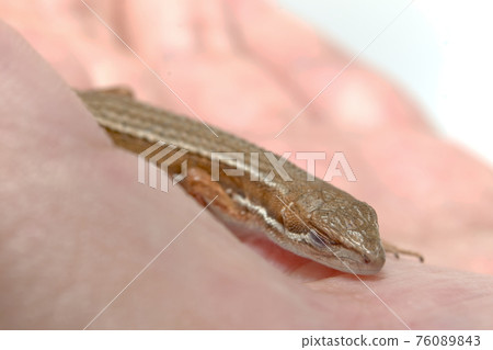 Handling of Japanese kana snakes Handling of Japanese kana snakes 76089843