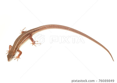 Japanese kana snake on white background 76089849