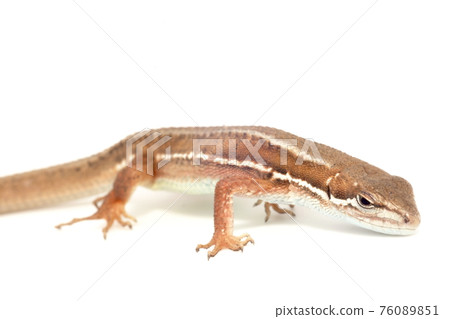 Japanese kana snake on white background 76089851