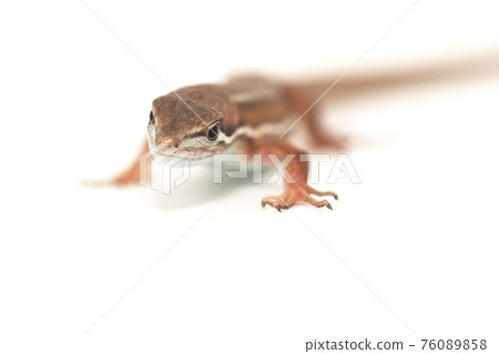Japanese kana snake on white background 76089858