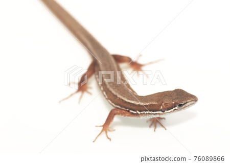 Japanese kana snake on white background Japanese kana snake on white background 76089866