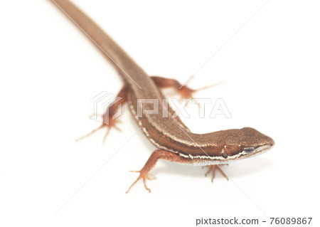 在白色背景上的日本假名蛇 在白色背景上的日本假名蛇 76089867