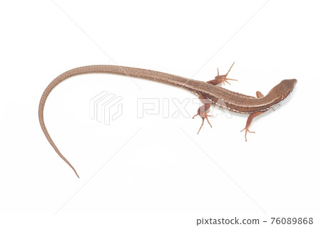 Japanese kana snake on white background 76089868