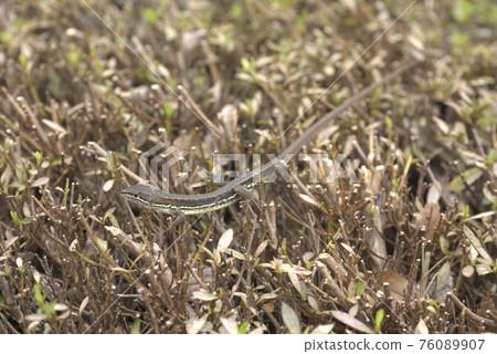 Japanese kana snake 76089907