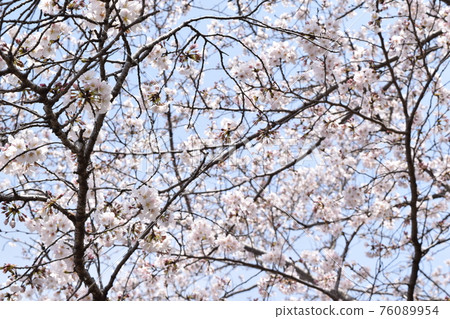 櫻花和樹枝 76089954