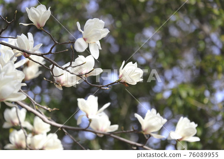 盛開的木蘭花 76089955