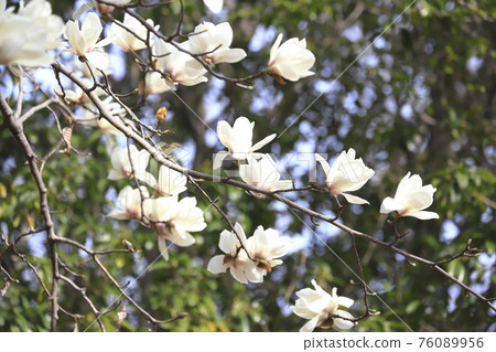 盛開的木蘭花 76089956