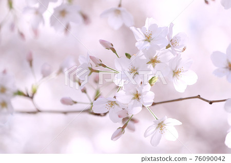 櫻花盛開 櫻花盛開 76090042