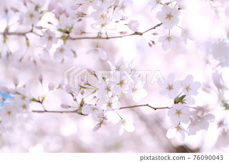 櫻花盛開 櫻花盛開 76090043