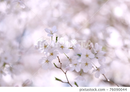 櫻花盛開 櫻花盛開 76090044