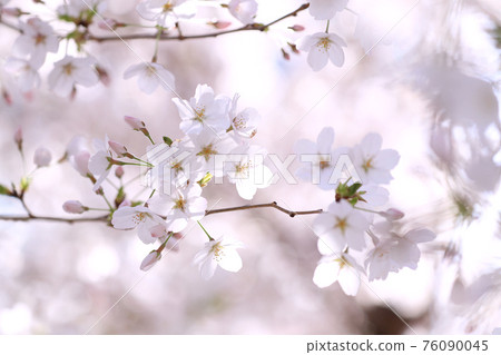 櫻花盛開 櫻花盛開 76090045