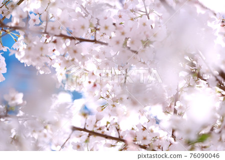 櫻花盛開 櫻花盛開 76090046