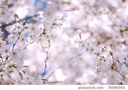 櫻花盛開 櫻花盛開 76090048