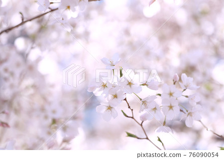 櫻花盛開 櫻花盛開 76090054