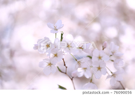櫻花盛開 76090056