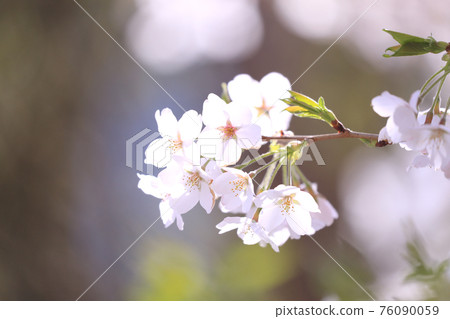 櫻花盛開 櫻花盛開 76090059