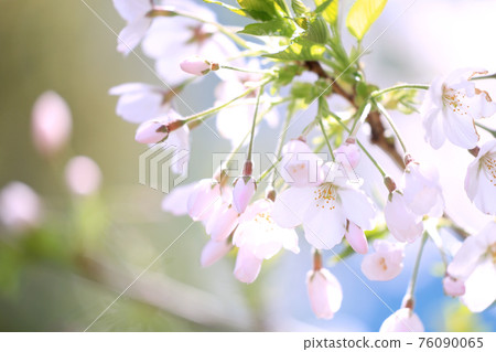 Cherry tree in full bloom Cherry tree in full bloom 76090065