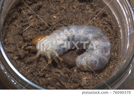 Caterpillar larva Caterpillar larva 76090370