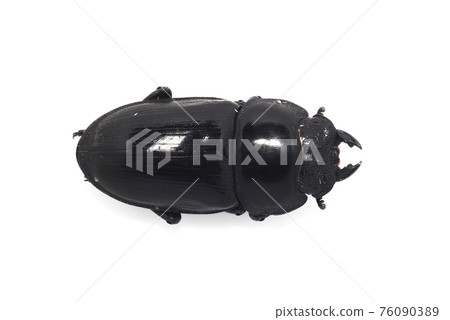 雌性巨型鍬蟲 雌性巨型鍬蟲 76090389