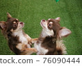 Two Chihuahuas seeking something while standing 76090444