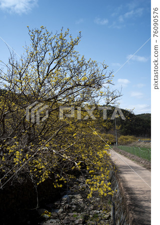 Yellow Cornelian Cherry Blossom Scenery in Uiseong Cornelian Cherry Village 76090576