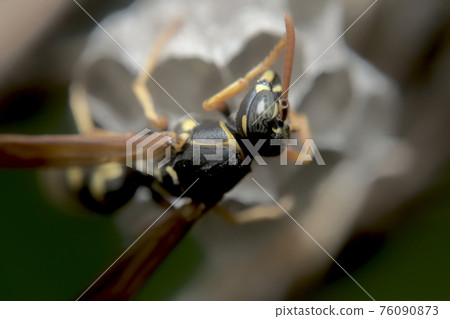 The queen bee of the moth The queen bee of the moth 76090873