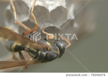 The queen bee of the moth 76090878