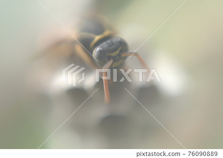 The queen bee of the moth The queen bee of the moth 76090889