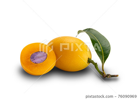 Freshly harvest Marian Plum fruit a whole and a half with leaf on white background. 76090969