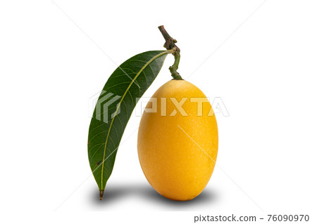 Side view of freshly harvested ripe Marian Plum fruit with leaf on white background. Side view of freshly harvested ripe Marian Plum fruit with leaf on white background. 76090970