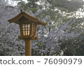 櫻花和路燈 76090979