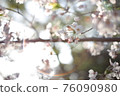 櫻桃樹 76090980