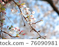 櫻花2 76090981