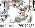 櫻花3 76090982