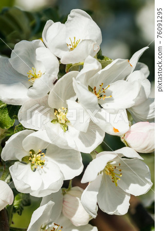 Apple blossom in the garden on spring Apple blossom in the garden on spring 76091295