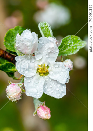 Apple blossom with raindrops in the garden on spring Apple blossom with raindrops in the garden on spring 76091352