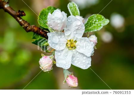 Apple blossom with raindrops in the garden on spring 76091353