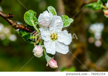 Apple blossom with raindrops in the garden on spring Apple blossom with raindrops in the garden on spring 76091354
