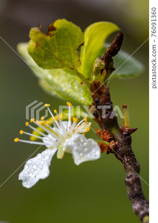 Beautiful white cherry flowers with raindrops and ant in the garden Beautiful white cherry flowers with raindrops and ant in the garden 76091360