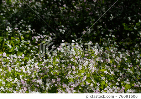 Background of white wildflowers of Claytonia sibirica in shady forest Background of white wildflowers of Claytonia sibirica in shady forest 76091606