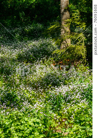 White wildflowers of Claytonia sibirica in shady forest White wildflowers of Claytonia sibirica in shady forest 76091608