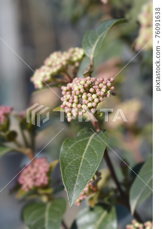 Laurustinus 76091638