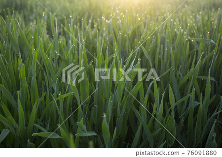 Barley young leaves and morning dew 76091880